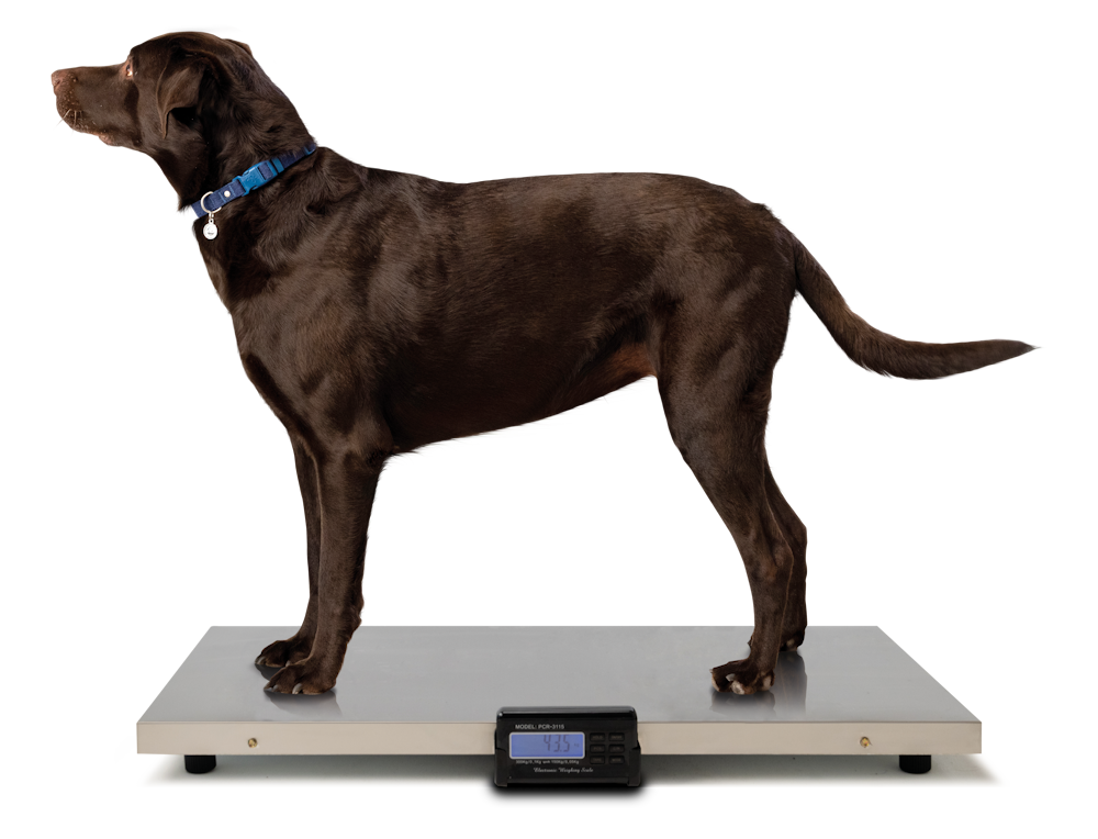 Brown labrador on weighing scales