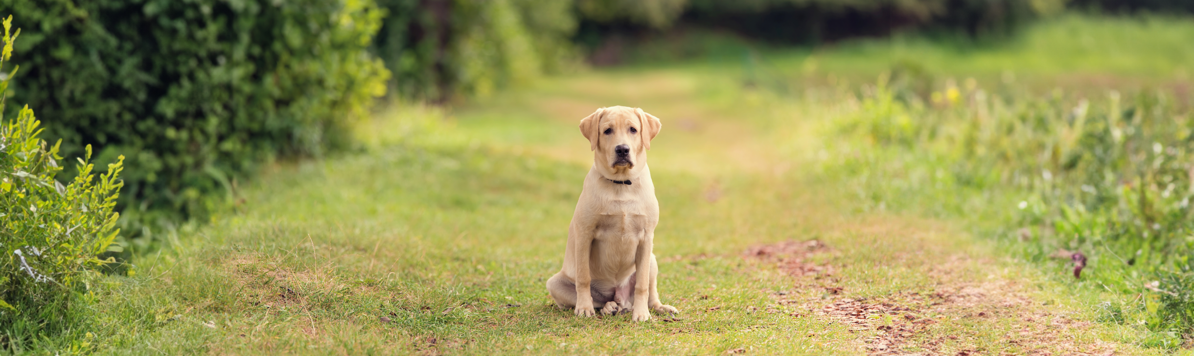 dog sitting still on a walk