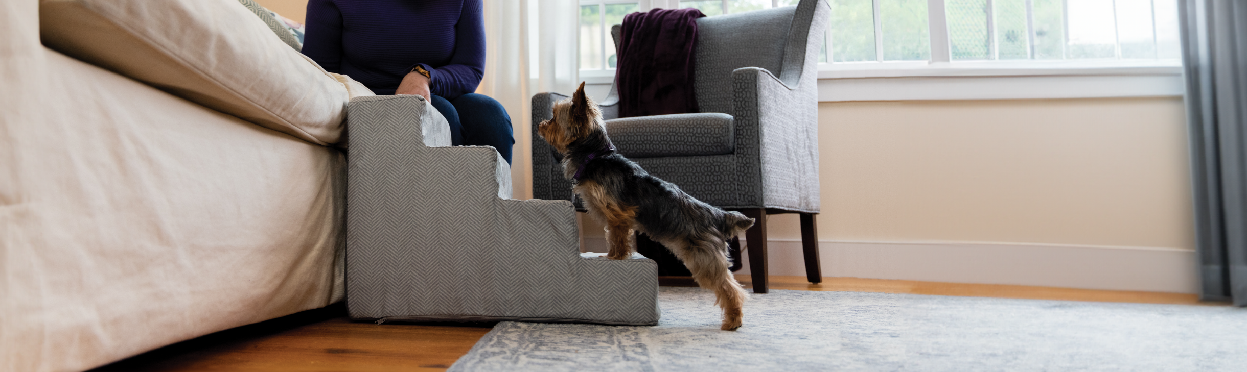 dog walking up some stairs onto a sofa