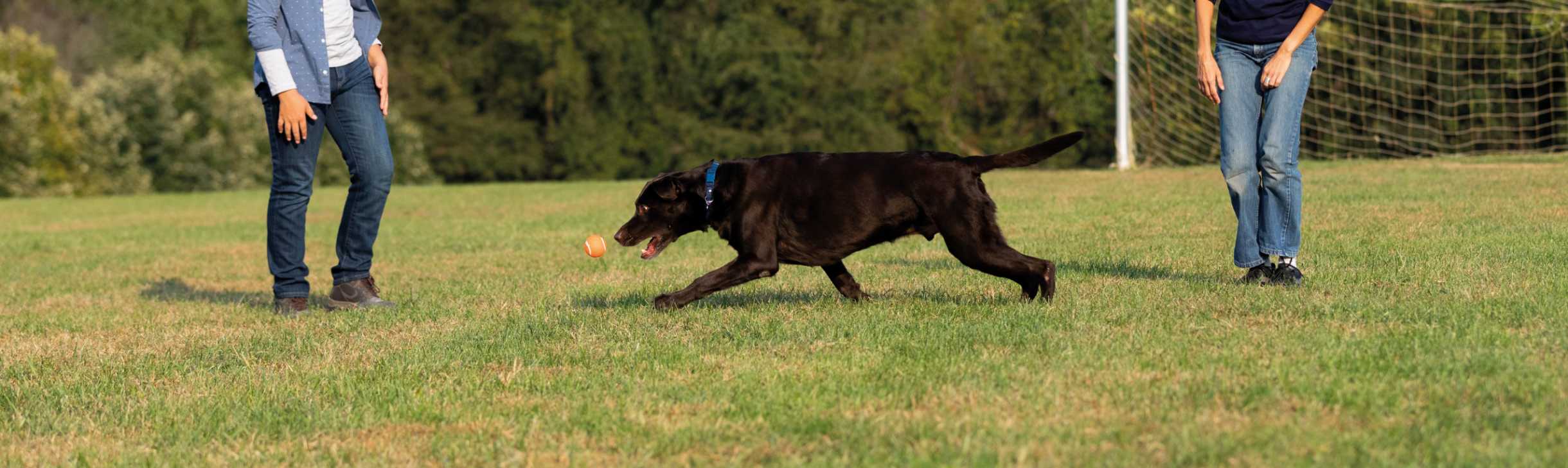 dog chasing after a ball in a field