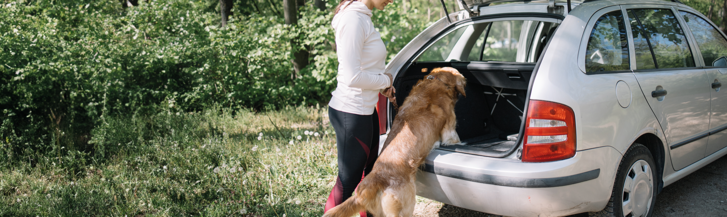 dog getting into a car boot