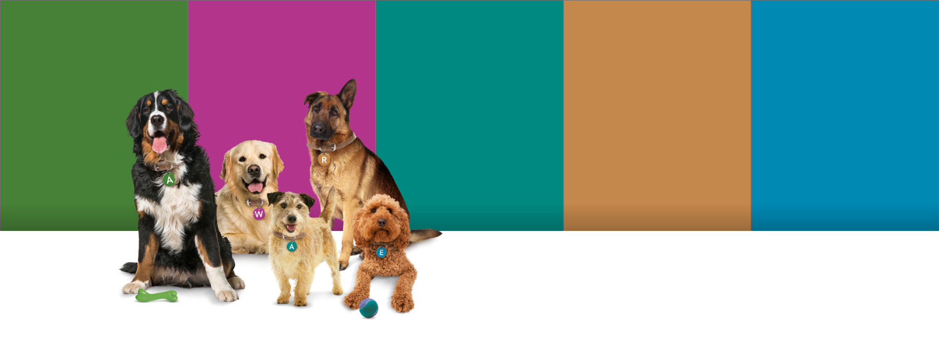our AWARE dogs on colourful background