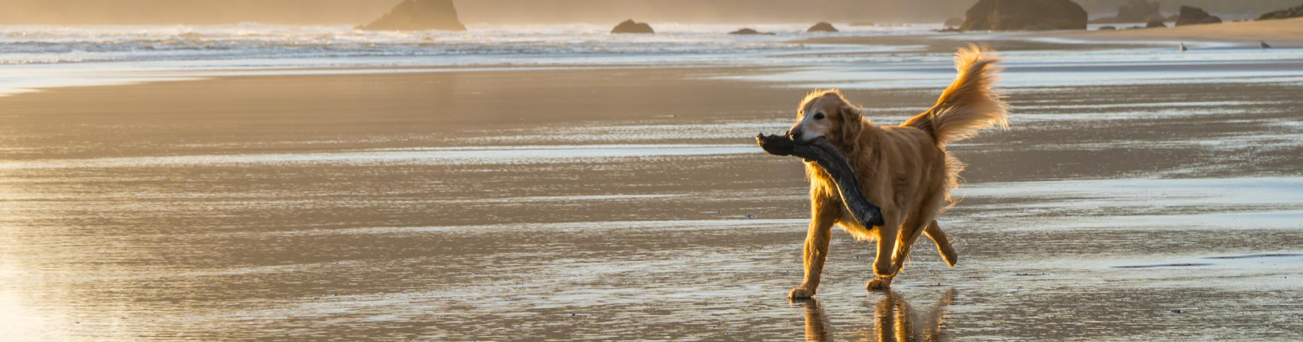 picture of a dog on a beach