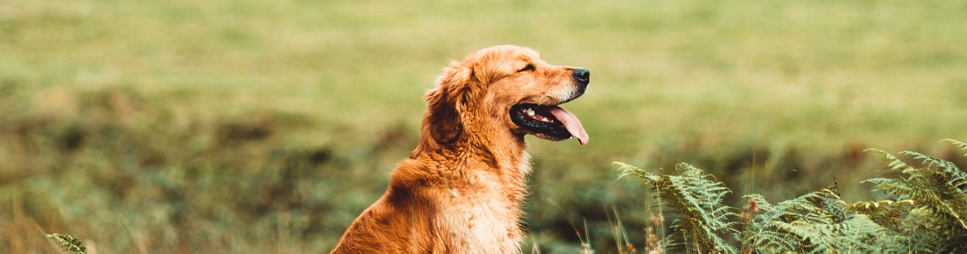 A happy dog sitting in a field