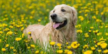 Dog sitting in a field of flowers 