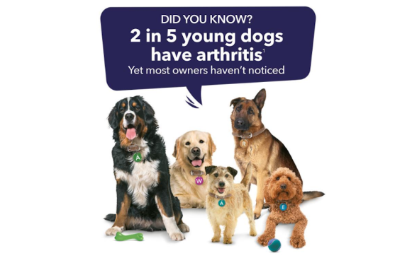 did you know? 2 in 5 young dogs have arthritis - yet most owners haven't noticed