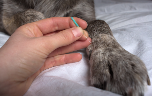 Dog getting acupuncture treatment