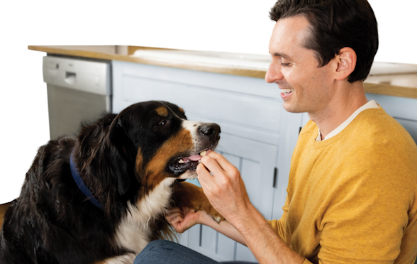 Human feeding a dog supplements
